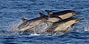 dolphins
dolphin
