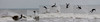 April 12 Tow At Session Croata : Keegan learns to Fly!