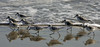 Hatteras Birds : 