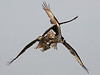 Osprey Battle over Flounder : 